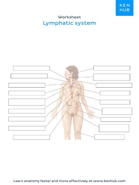 Worksheet Lymphatic System Unlabeled Pdf