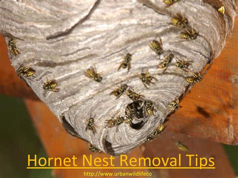 Hornet Nest Removal Tips by Urbanwildlifecontrol - Issuu