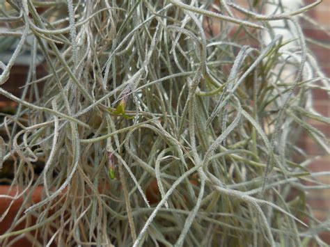 Tillandsia Usneoides Spanish Moss World Of Flowering Plants