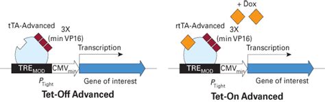 Tet On And Tet Off Systems Second Generation