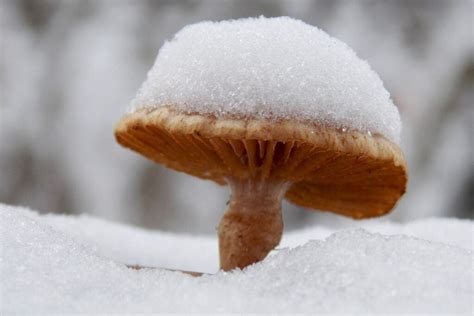 Do Mushrooms Grow In Winter? The Varieties that Thrive - Flourishing Plants