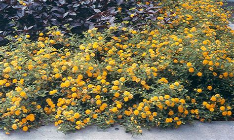 Lantana (ground cover) | Drought tolerant landscape, Water wise plants ...