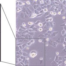 Pyroptosis Of The Lps Induced Hk Cells A Cell Viability Of Hk