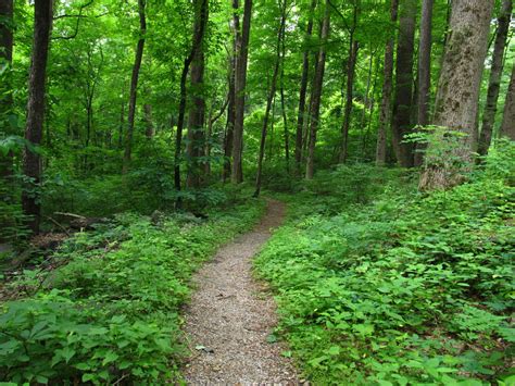 5 Most Romantic Smoky Mountain Hiking Trails Near Gatlinburg