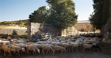 Les Causses Et Les Cévennes Paysage Culturel De Lagro Pastoralisme