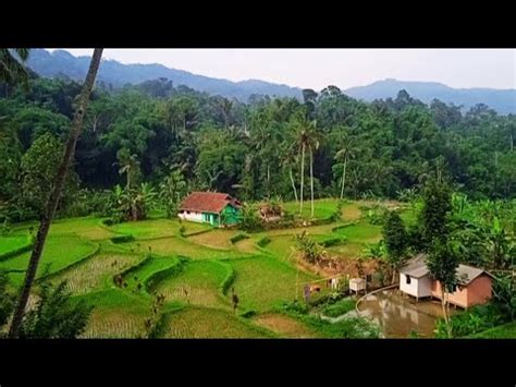 Cuma Satu Rumah Di Tengah Sawah Indahnya Suasana Pedesaan Sunda Jawa