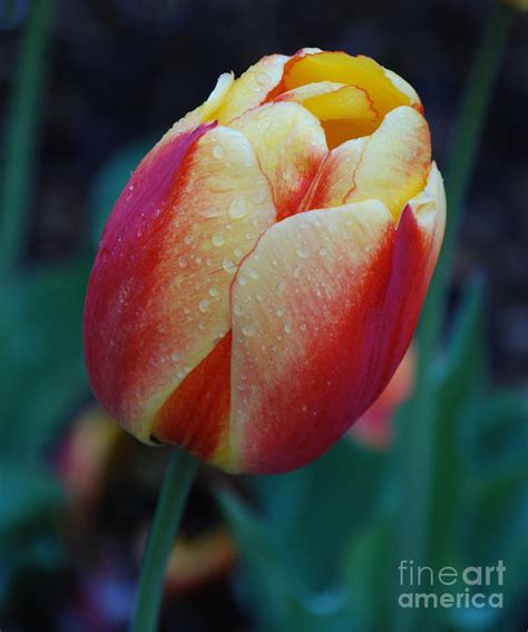 Tulip In Rain Photograph By Grace Grogan Fine Art America