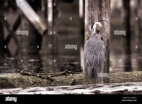 Great Blue Heron Preening And Cleaning Its Feathers While Standing On A