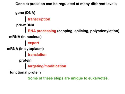 BIOL 20A Molecular Biology Regulation Of Gene Expression Diagram