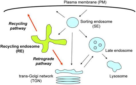 Figure 1 From Transport At The Recycling Endosome Semantic Scholar