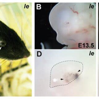 Ie Gross Phenotyping A Adult Ie Mice Display Abnormal Pinnae