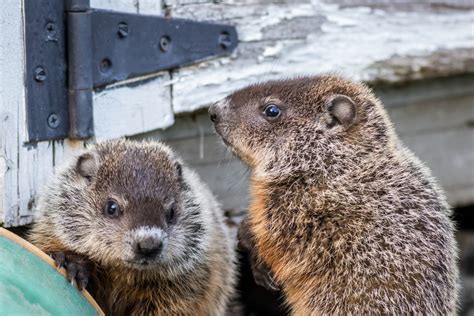 28 Steps to Get Rid of Groundhogs - The Habitat