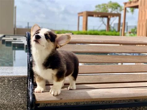 Corgi Size: Are Corgis Small Or Medium Dogs? - Corgi Care