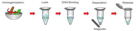 Plant Genomic Dna Purification With Magnetic Beads Geneon Bioscience