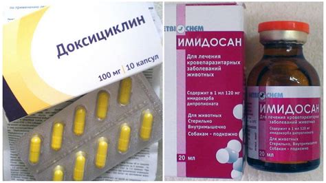 Пироплазмоз у кошек: симптомы и лечение