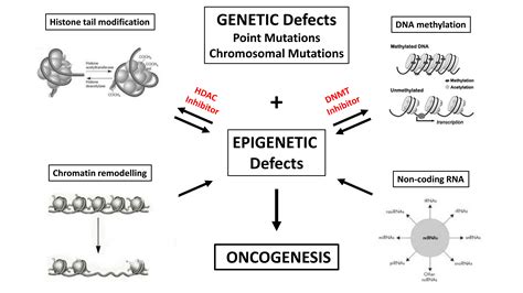 Ijms Free Full Text Epigenetic Targeting Of Autophagy Via Hdac