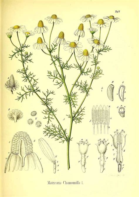 Matricaria chamomilla L.