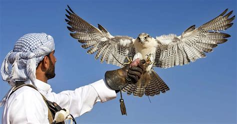 Falconry In The Arab World A History And What Is Happening Today