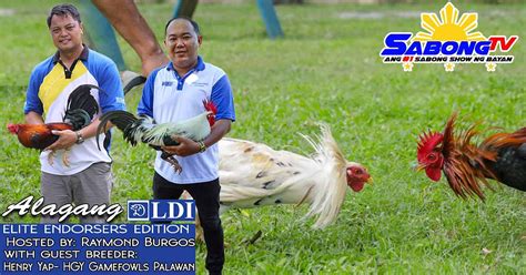 Iba T Ibang Kulay Sa Manok Sabong With Alagang LDI SabongTV