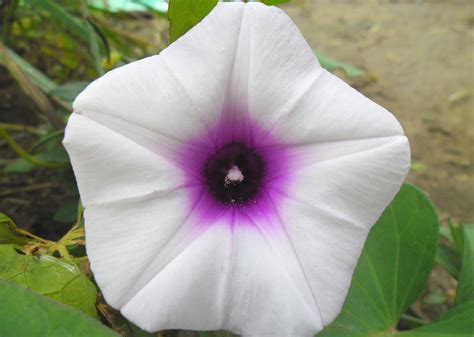 Ipomoea batatas Images - Useful Tropical Plants