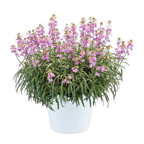 Erysimum Sunstrong Bicolour Purple Perennial Wallflower Plug Plants