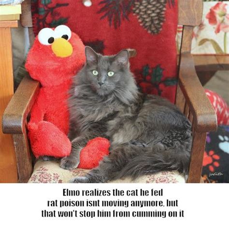 I Mean That Cat Is Kinda Hot Doe R SesameStreetMemes