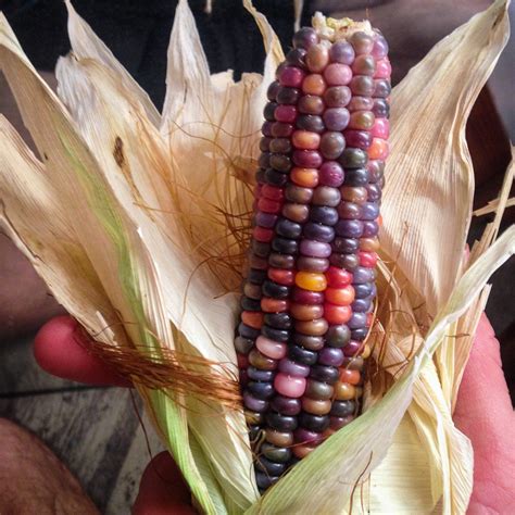 Glass Gem Corn Zea Mays Produces Highly Variegated Three To Eight Inch Cobs With Translucent