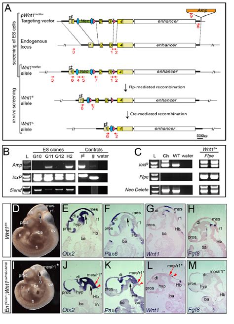 Wnt Conditional Knockout Allele And Conditional Deletion Of Wnt In