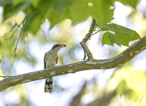 Yellow-billed Cuckoo - Old Town