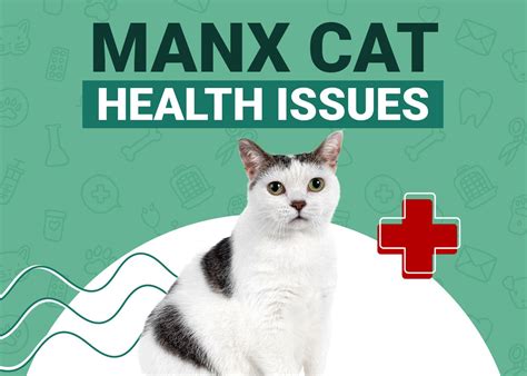 Manx Cat Health Problems: 10 Common Concerns | PangoVet