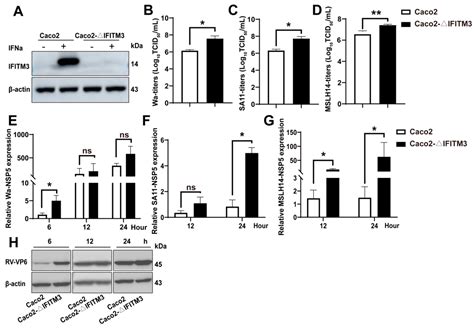 Viruses Free Full Text Interferoninducible Transmembrane Protein