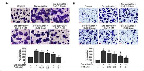 Effect of cucurbitacin B on Src activator-mediated metastasis behavior ...
