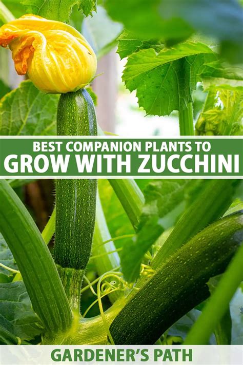 Companion Plants For Zucchini GreenThumbsGuide