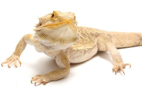 Bearded Dragon Care Sheet Reptiles Magazine