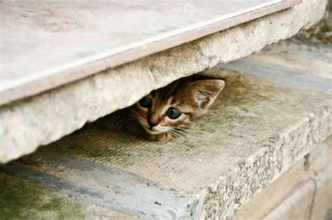 Hiding Cats Funny Pictures