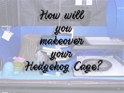 A Critter Nation Hedgehog Cage Makeover - Heavenly Hedgies