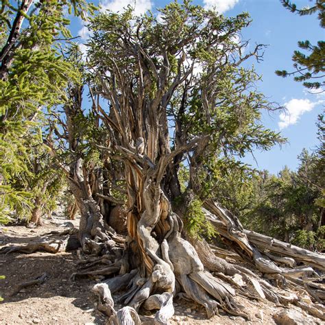 Ancient Bristlecone Pine Forest - Bonsai Tonight