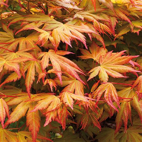 Acer Palmatum Collection 15l X 3 Yougarden