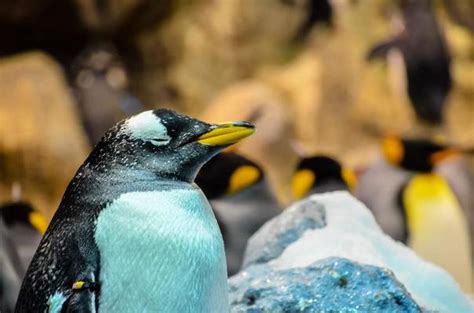 Penguin Zoo Stock Photos, Images and Backgrounds for Free Download