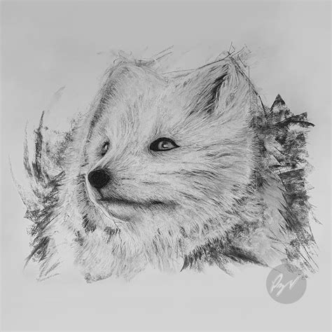 Fox Drawing