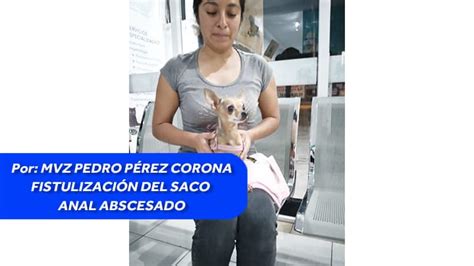 Fistulizaci N Del Saco Anal Abscesado Caso Matilda Centro Veterinario Puebla