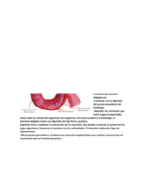 Anatomia Intestino Delgado