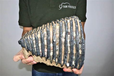 Discover our unique Mammoth Fossils for sale - Tam Fossils