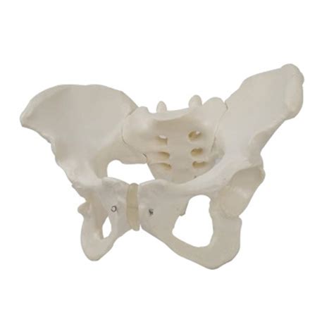 Buy Scientific Skeletal Model Of The Female Pelvis Cast From A Real