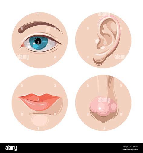 Eye Ear Mouth And Nose Stock Vector Image Art Alamy