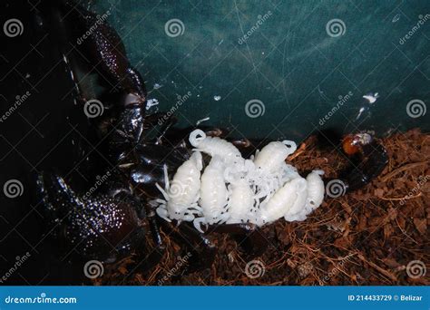 Emperor Scorpion Mother with Babies on Her Back Stock Image - Image of ...