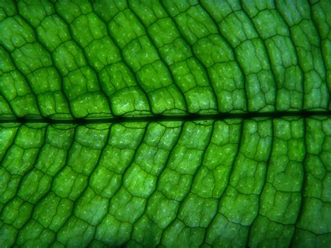 Celula Animal Vista Al Microscopio Optico