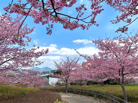 絶景九州グループ | 河津桜の丘
