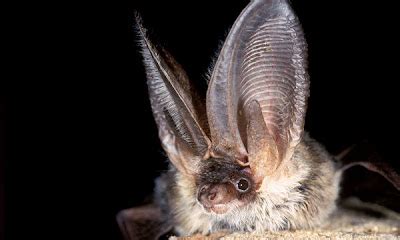 fascination  fear october  twenty  beautiful bats