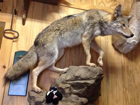 BK Taxidermy - BK Taxidermy added a new photo.